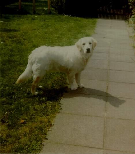 Golden retriever Susi - Jeg går mig lige en tur ;-) billede 3