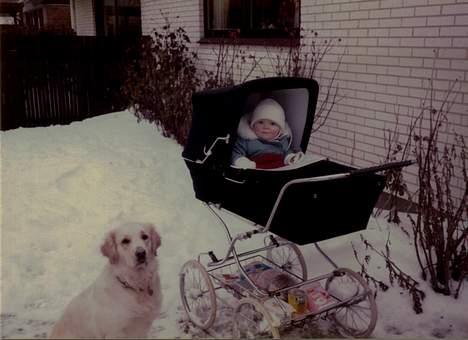 Golden retriever Susi - Dejligt snevejr billede 5