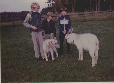 Golden retriever Susi - Hva er det for en mærkelig hund med horn ?!? billede 6