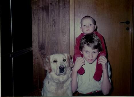 Golden retriever Susi - Hej billede 7