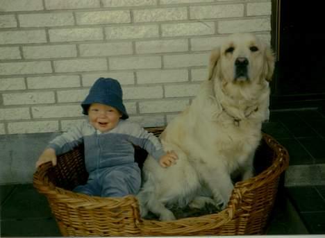 Golden retriever Susi - Det er min kurv ..! Nej det er min Kurv !! billede 8