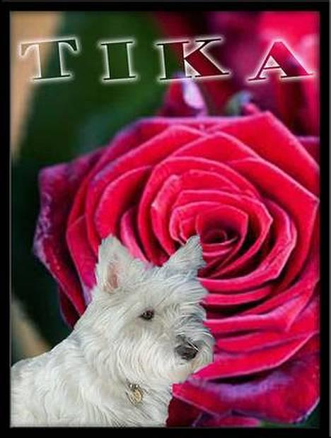 West highland white terrier Tika billede 5