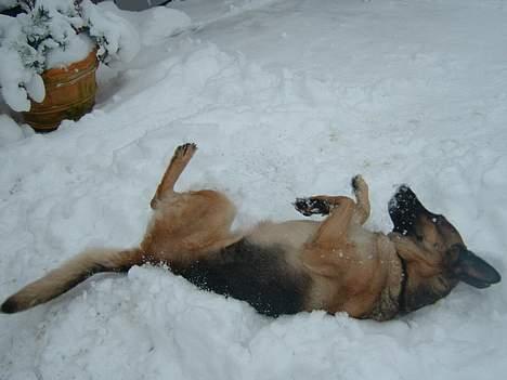 Schæferhund Sasha - sasha i sneen, uhh den er så dejlig billede 20