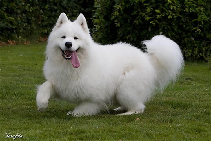 Samojedhund Cabaka´s GioVanni  - Nu gider jeg ikke ligge her mere billede 19