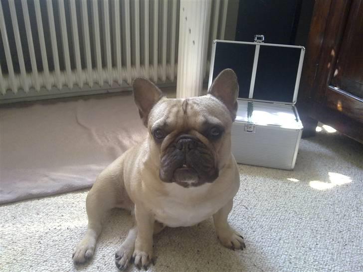 Fransk bulldog Lancomés   Trunte R.I.P billede 1