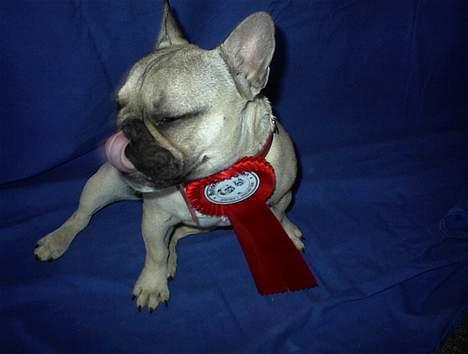 Fransk bulldog Lancomés   Trunte R.I.P - Trunte  billede 2