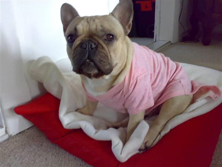 Fransk bulldog Lancomés   Trunte R.I.P billede 3