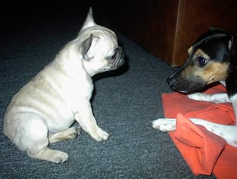 Fransk bulldog Lancomés   Trunte R.I.P - Første gang Trunte så sin storbror Albot 8 uger gammel billede 4