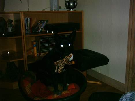 Sort spids Noa - Se min nye bamse, den har jeg fået af bedstemor billede 11