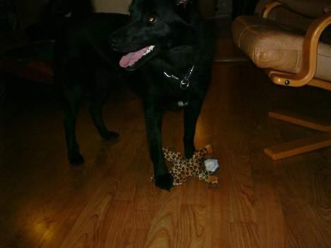 Sort spids Noa - Hov, der var lige noget i fjernsynet billede 12