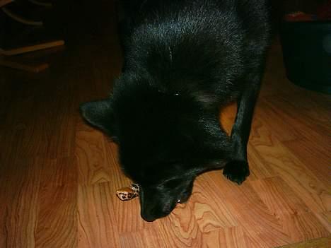 Sort spids Noa - Nu skal den bamse bare dø billede 13