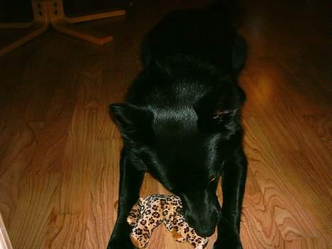 Sort spids Noa - dumme dumme bamse billede 14