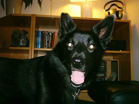 Sort spids Noa - Rækker lige tunge af Far Claus billede 15