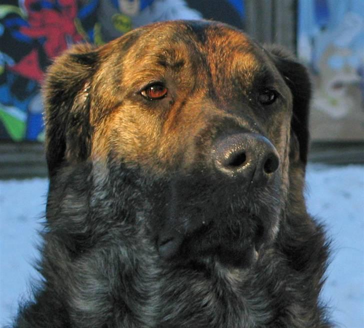 Blanding af racer Columbo "Oh, there's just - Who´ the dog - who´s the man  :-) billede 1