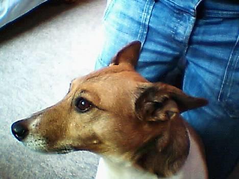 Dansk svensk gaardhund Guffi billede 1