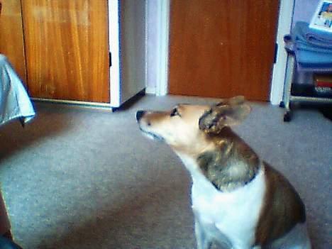 Dansk svensk gaardhund Guffi billede 2