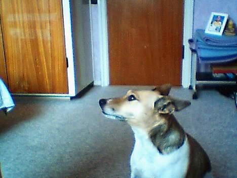 Dansk svensk gaardhund Guffi billede 3