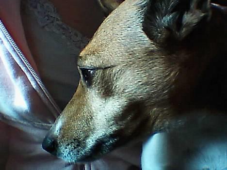 Dansk svensk gaardhund Guffi billede 4