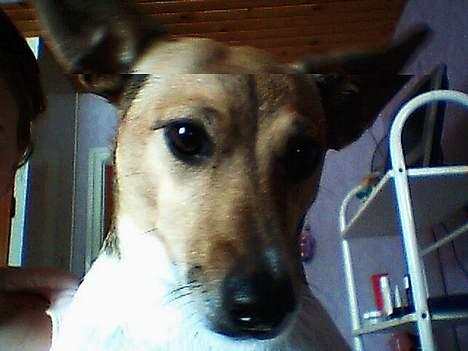 Dansk svensk gaardhund Guffi billede 5