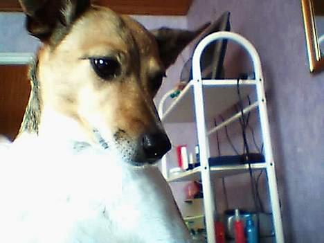 Dansk svensk gaardhund Guffi billede 6