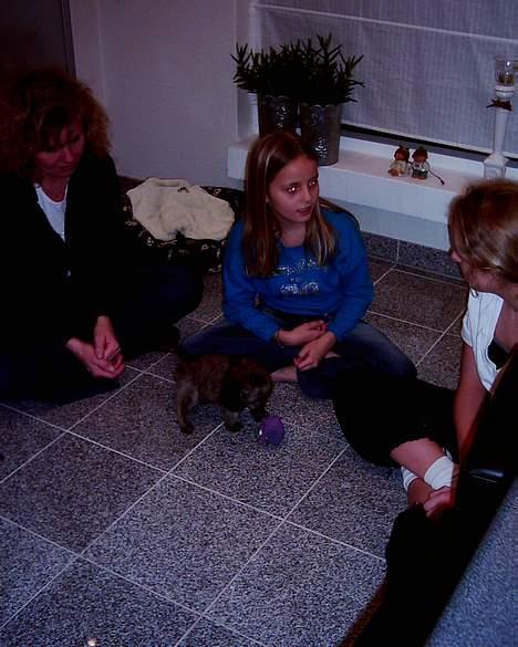 Cairn terrier mille - mille er det store samtale emne billede 11