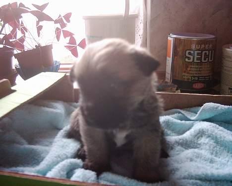 Cairn terrier mille - her er mille da vi så hende første gang billede 12