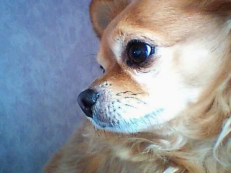 Chihuahua Kenzo billede 1