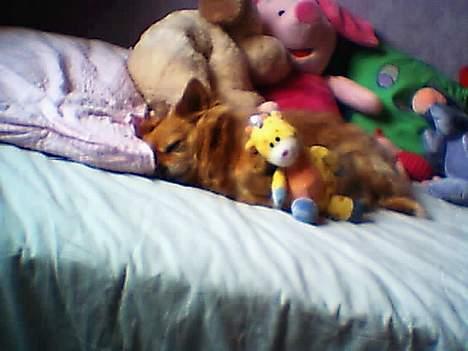 Chihuahua Kenzo billede 3