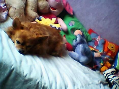 Chihuahua Kenzo billede 6