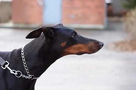 Dobermann Asja (Død) R.I.P - kigger da lige billede 9