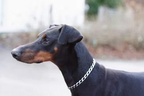 Dobermann Asja (Død) R.I.P - er da en opmærksom hund billede 10