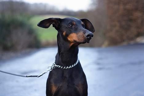 Dobermann Asja (Død) R.I.P billede 12