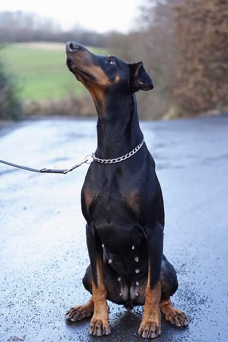 Dobermann Asja (Død) R.I.P - er da bare for artig.... billede 13