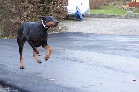 Dobermann Asja (Død) R.I.P - så nu kommer jeg billede 14