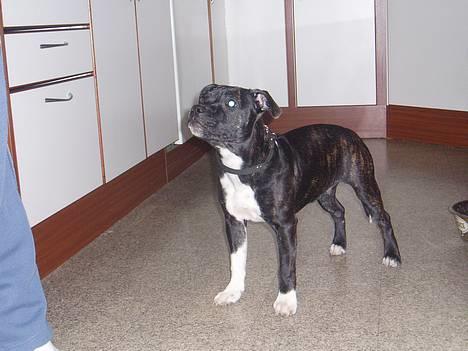 Staffordshire bull terrier RoxystaffFoxyLady (molly) - syntes nu selv jeg ser ret godt ud *S* billede 1