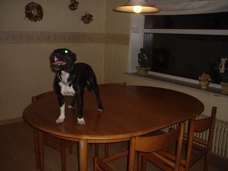 Staffordshire bull terrier RoxystaffFoxyLady (molly) billede 2