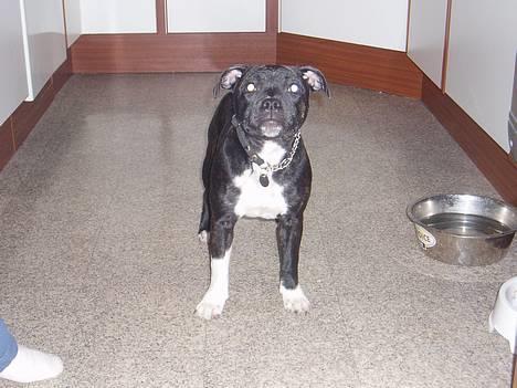Staffordshire bull terrier RoxystaffFoxyLady (molly) billede 3