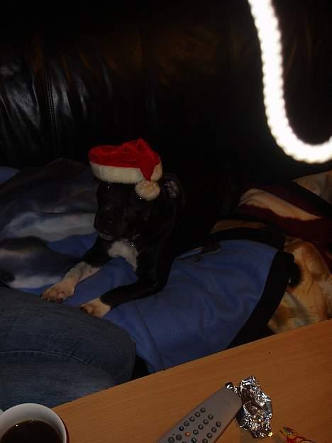 Staffordshire bull terrier RoxystaffFoxyLady (molly) billede 4