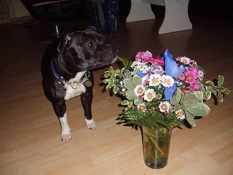 Staffordshire bull terrier RoxystaffFoxyLady (molly) billede 5