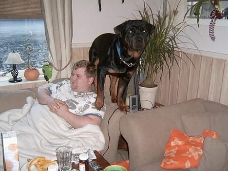 Rottweiler Rocky billede 19