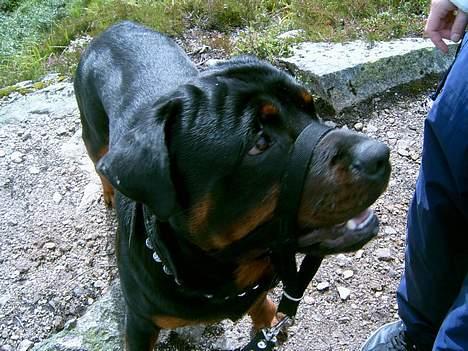 Rottweiler Rocky billede 20