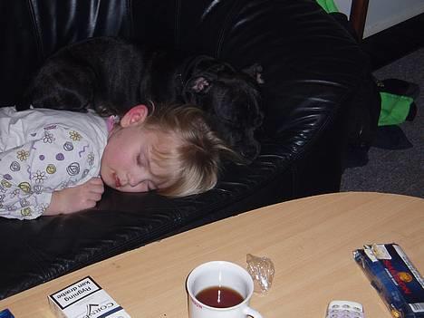 Staffordshire bull terrier RoxystaffFoxyLady (molly) billede 6