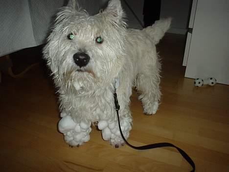 West highland white terrier Victor - Det kan være lidt træls for victor når han har været uden i sneen. billede 16