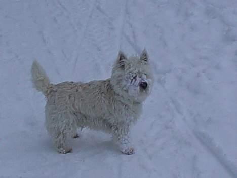 West highland white terrier Victor billede 17