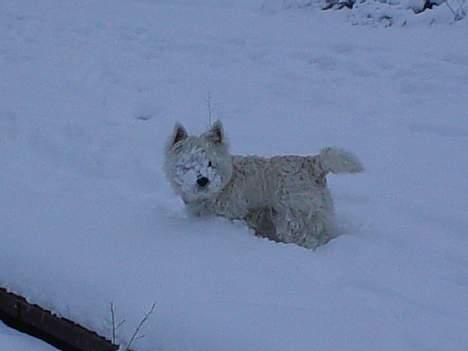 West highland white terrier Victor - Jeg kan altså snart ikke se mere mor! billede 18