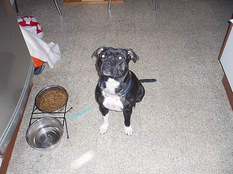 Staffordshire bull terrier RoxystaffFoxyLady (molly) billede 7