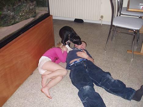 Staffordshire bull terrier RoxystaffFoxyLady (molly) billede 8