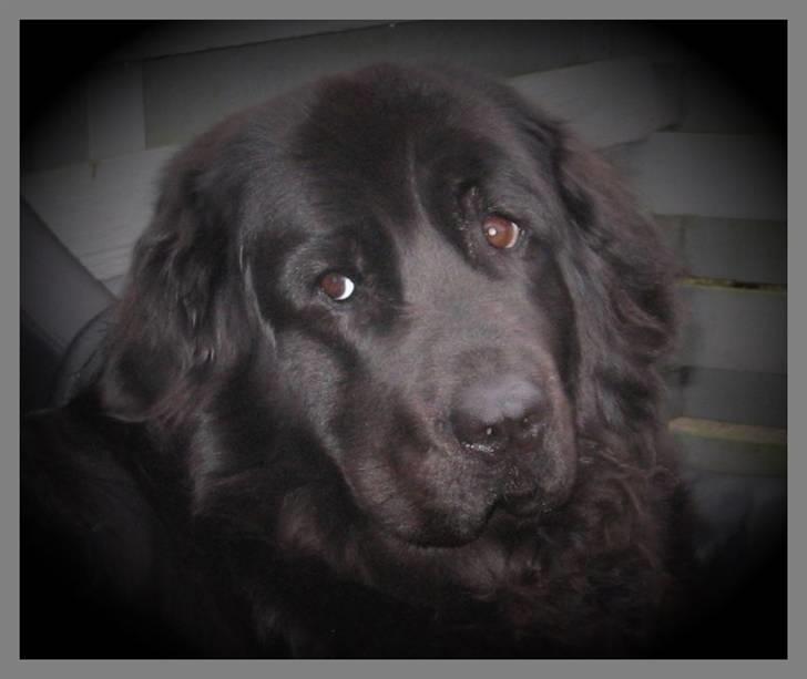 Newfoundlænder Mille - er jeg ikke fin ?? ((: billede 20