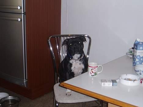 Staffordshire bull terrier RoxystaffFoxyLady (molly) billede 9