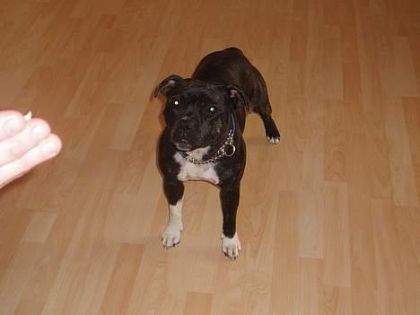 Staffordshire bull terrier RoxystaffFoxyLady (molly) billede 10
